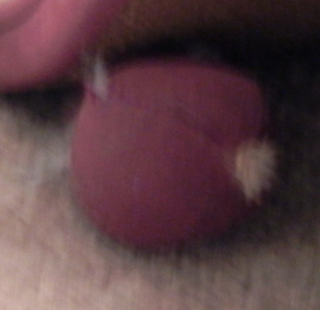 Sheba the kitty's favorite toy