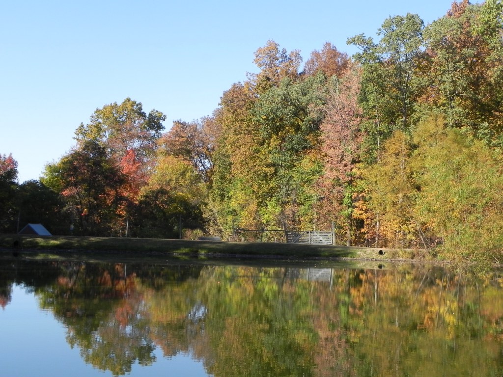 A lovely fall walk :)