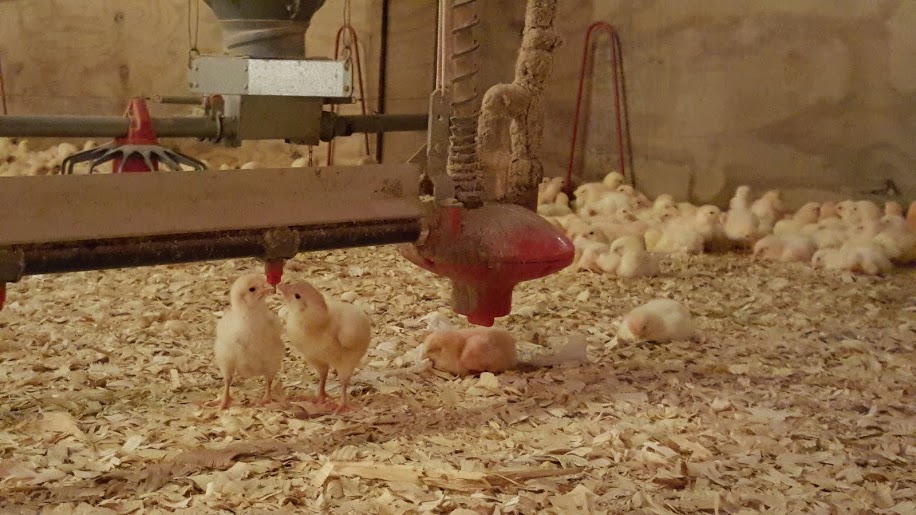 A recipe for simple teriyaki crockpot chicken and a review of #CareToFarm15 - read on to learn more about our food industry!