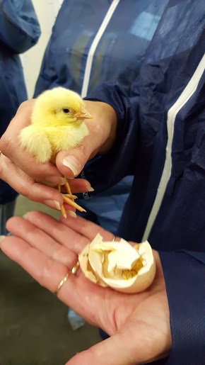 A recipe for simple teriyaki crockpot chicken and a review of #CareToFarm15 - read on to learn more about our food industry!