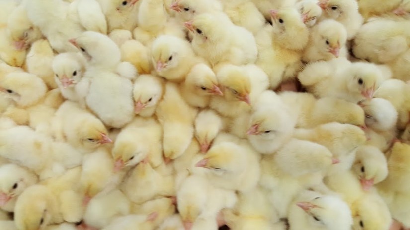 A recipe for simple teriyaki crockpot chicken and a review of #CareToFarm15 - read on to learn more about our food industry!